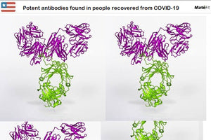 Antibody Coronavirus: Potent antibodies found in people recovered from COVID-19